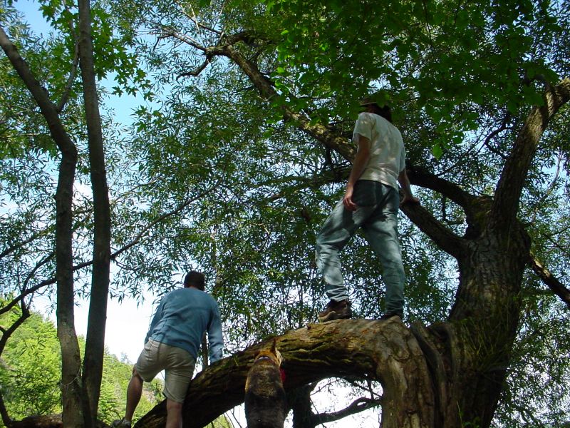 Climbing Tree